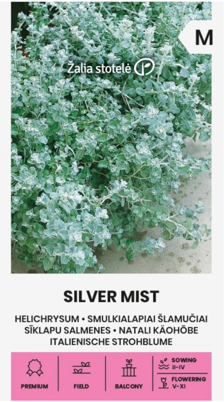 Kocanka drobnolistna Silver Mist o srebrzystych liściach nasiona 6szt. Žalia stotelė sklep rajogrodnika